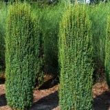 Obična kleka hibernika: opis i sorte